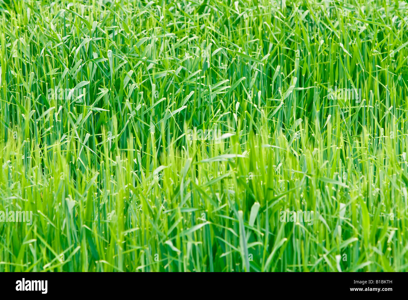 detail of a green field shallow dof Stock Photo