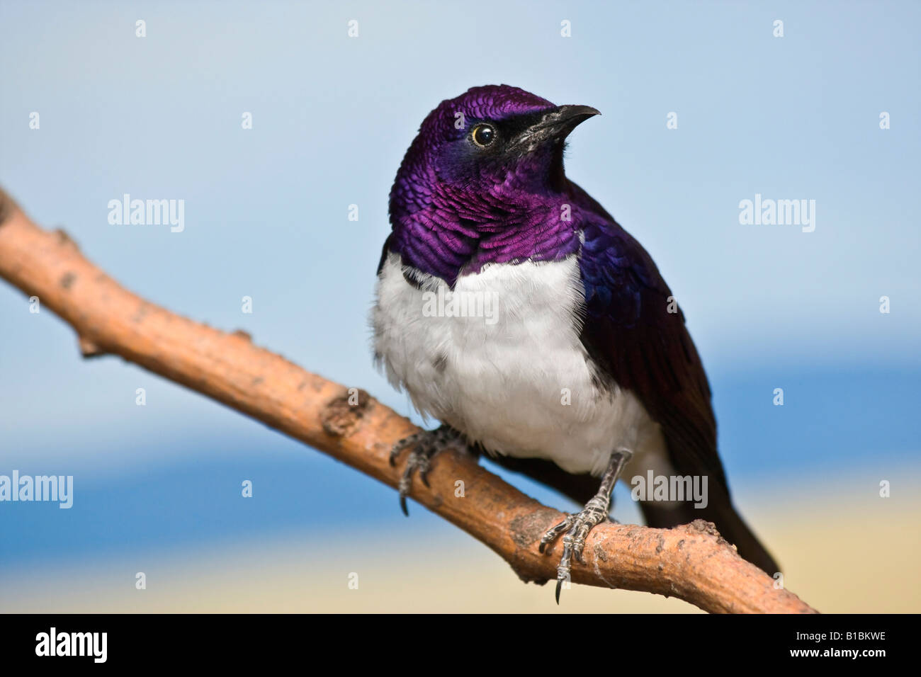 Male hi res hi-res stock photography and images - Alamy