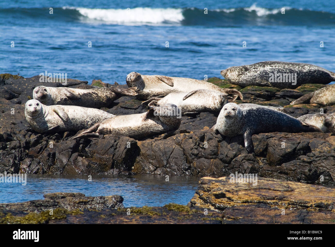dh Common Seal Phoca vitulina SEAL UK Orkney harbor seals colony basking on rocky outcrop group scotland rocks lying Stock Photo