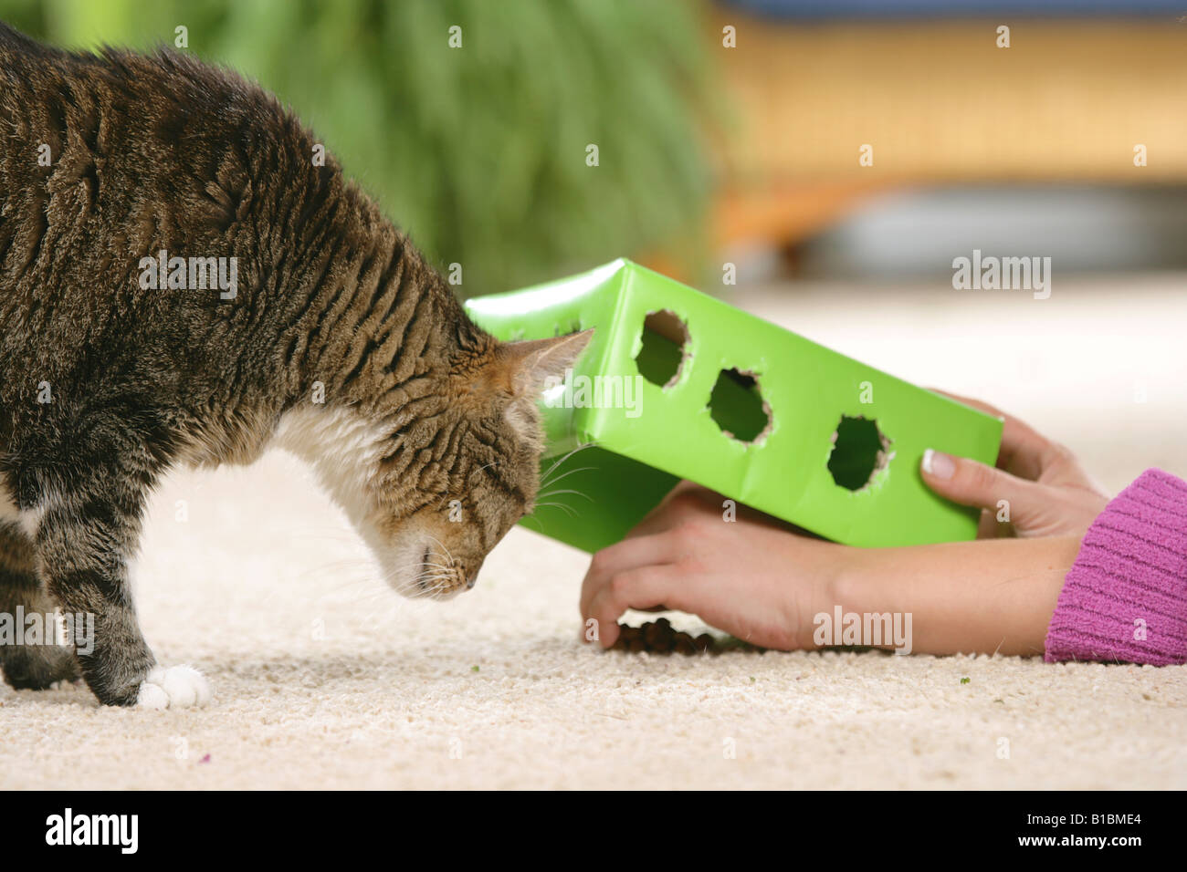 domestic cat watching human with biscuits Stock Photo Alamy