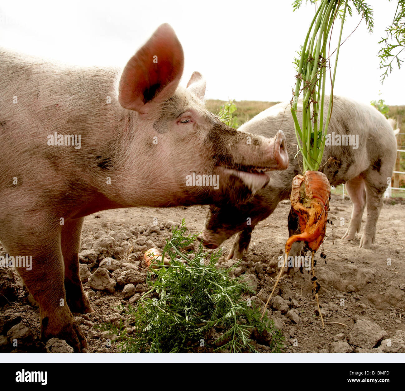 Eating scraps hires stock photography and images Alamy