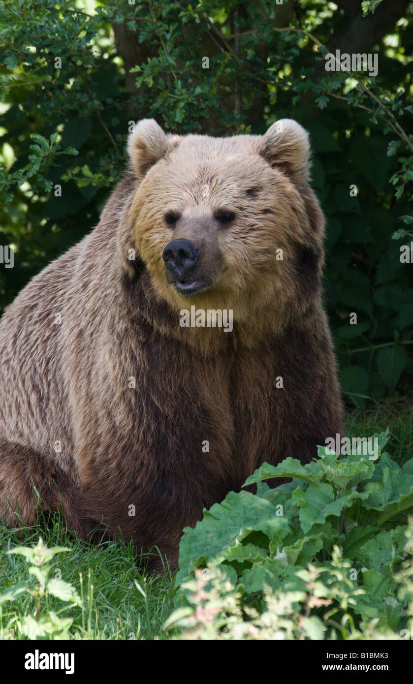 Bear london zoo hi-res stock photography and images - Alamy