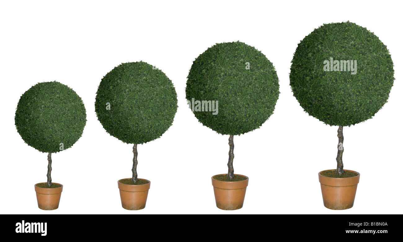 Row of topiary trees of various sizes cut out on white background Stock Photo