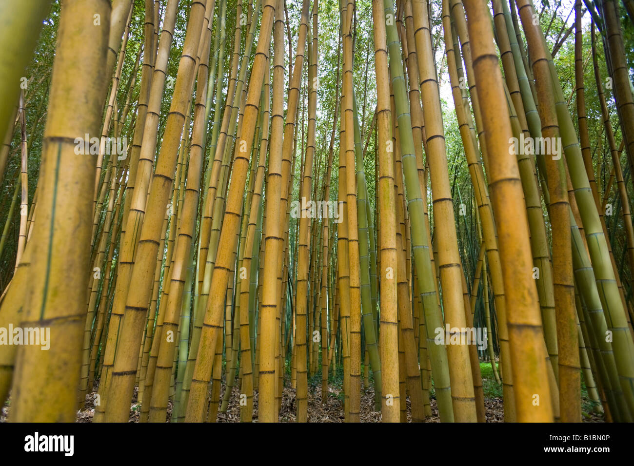 A forest of bamboos (Phyllostachys viridis cv sulphurea). Forêt de
