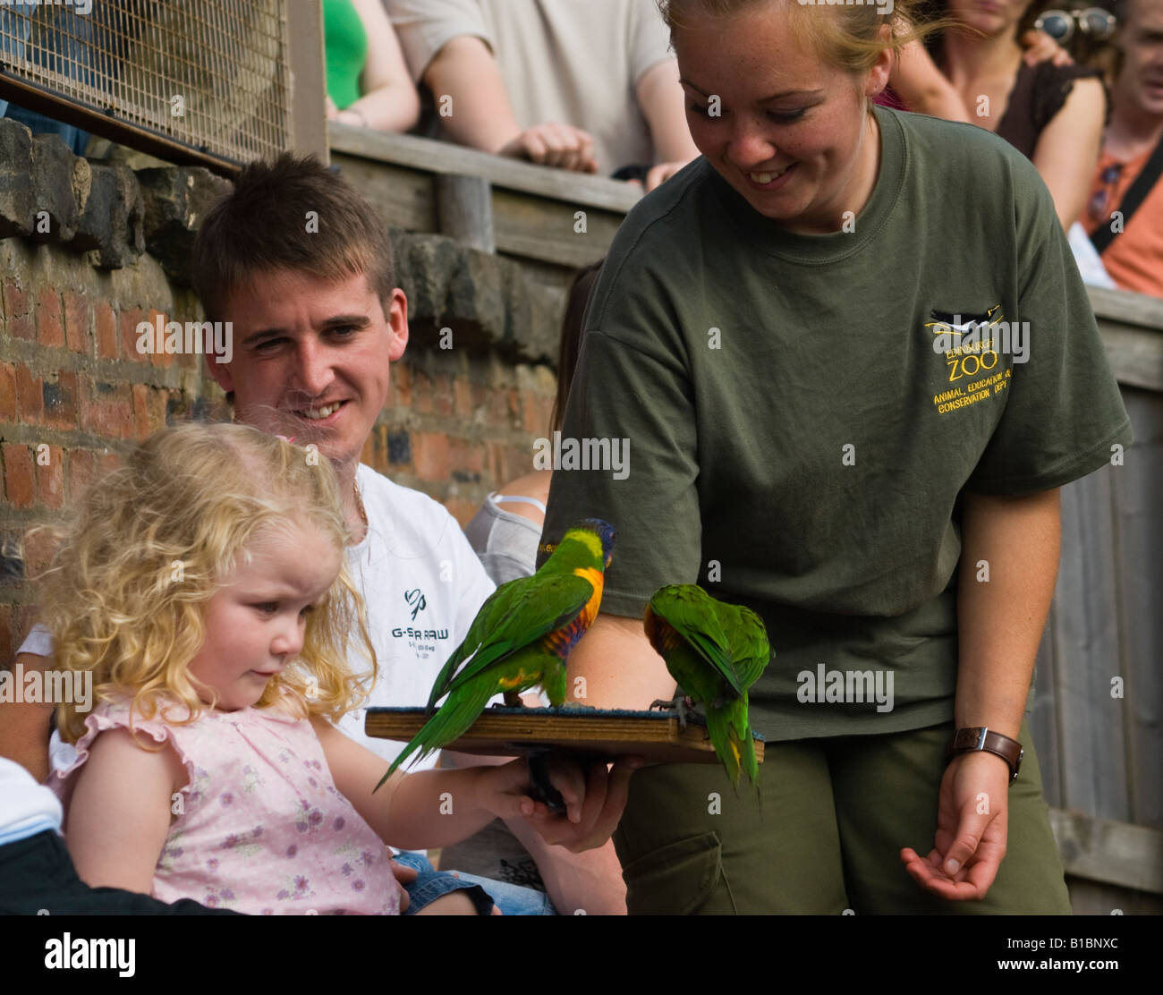 Edinburgh Zoo education for visitors lorikeet at bird arena offered to shy small girl to hold Stock Photo