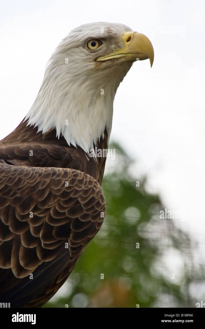 American Bald Eagle Haliaeetus leucocephalus sitting on the branch ZOO Toledo Ohio pictures large high resolution vertical format in USA US hi-res Stock Photo