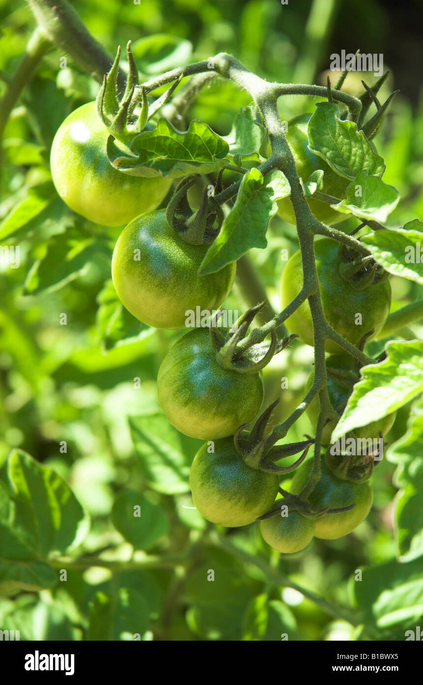 Green tomatoes ripening on the vine Stock Photo - Alamy