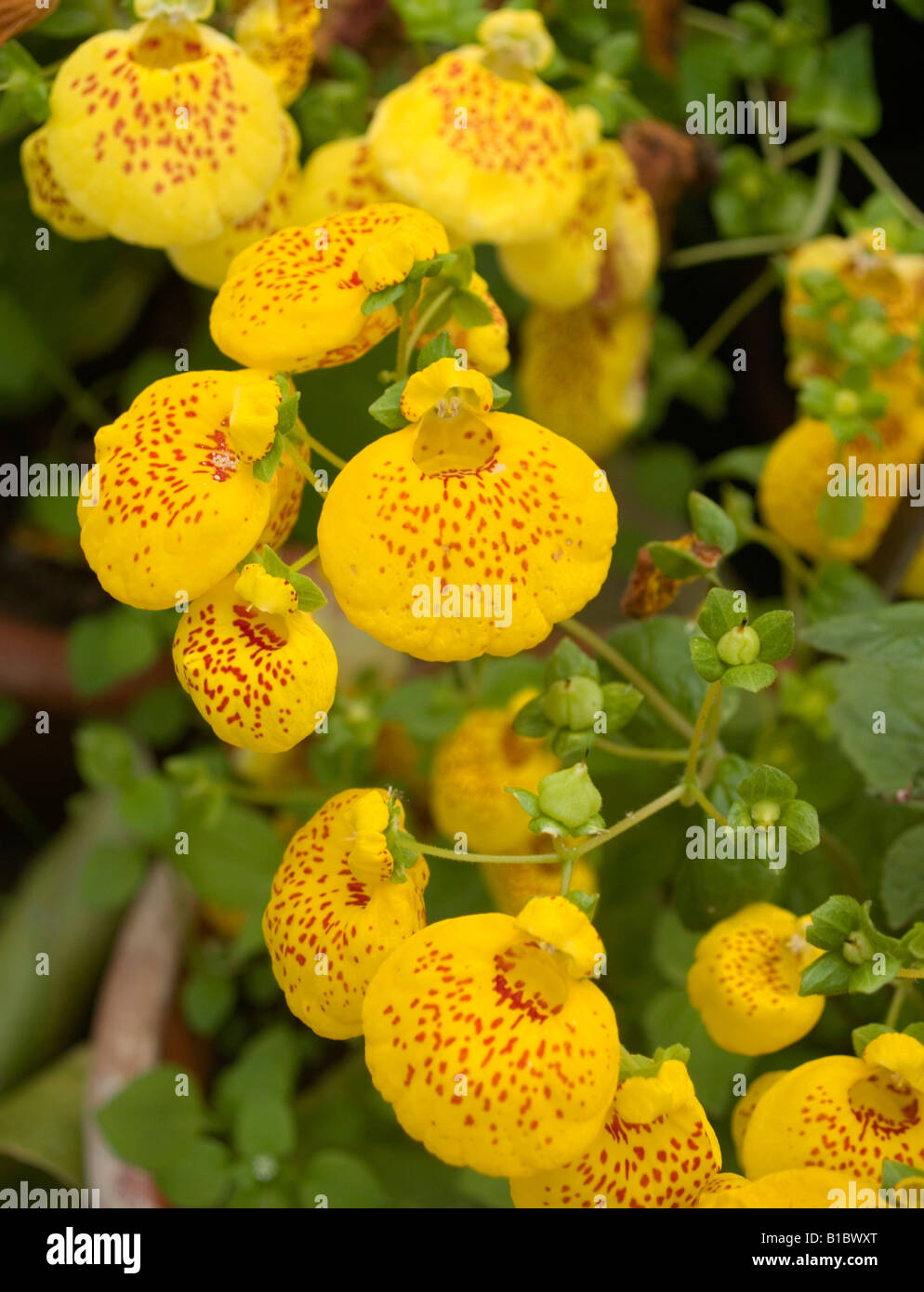 colorful Calceolaria flowers Lady Slippers Stock Photo