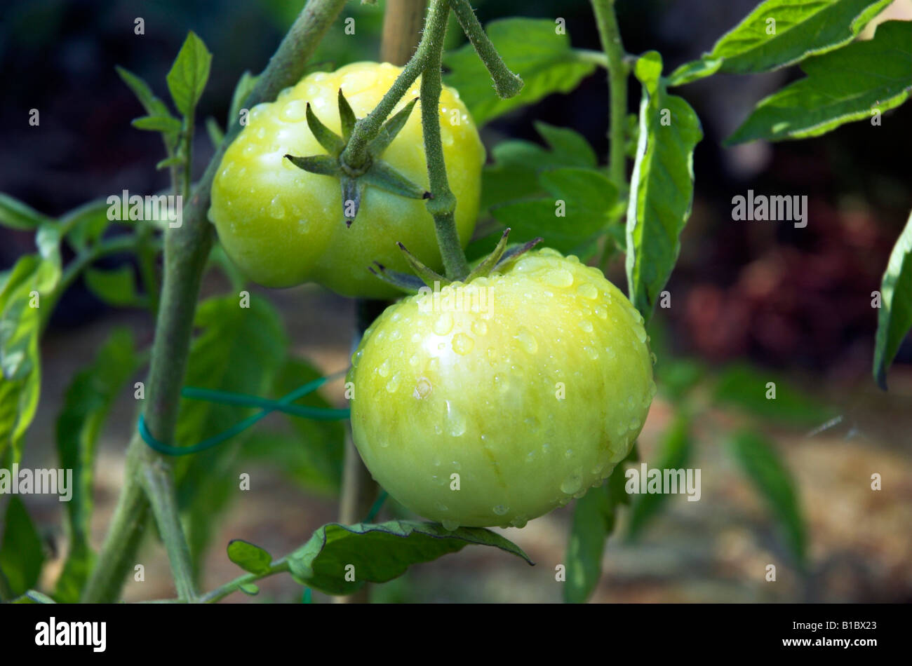 Green tomatoes ripening on the vine Stock Photo - Alamy