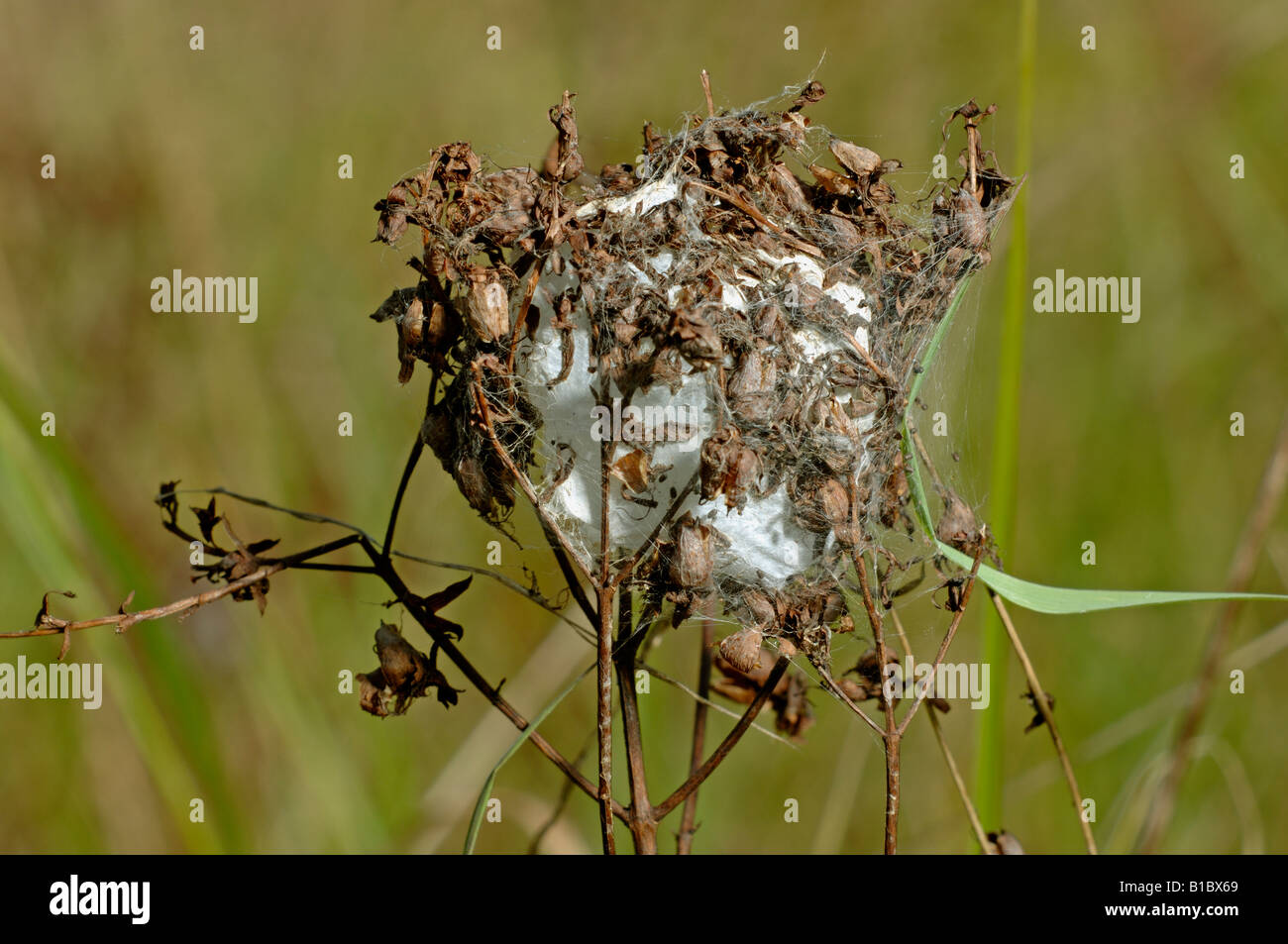 Yellow Sack Spider (Cheiracanthium punctorium), eggsack Stock Photo