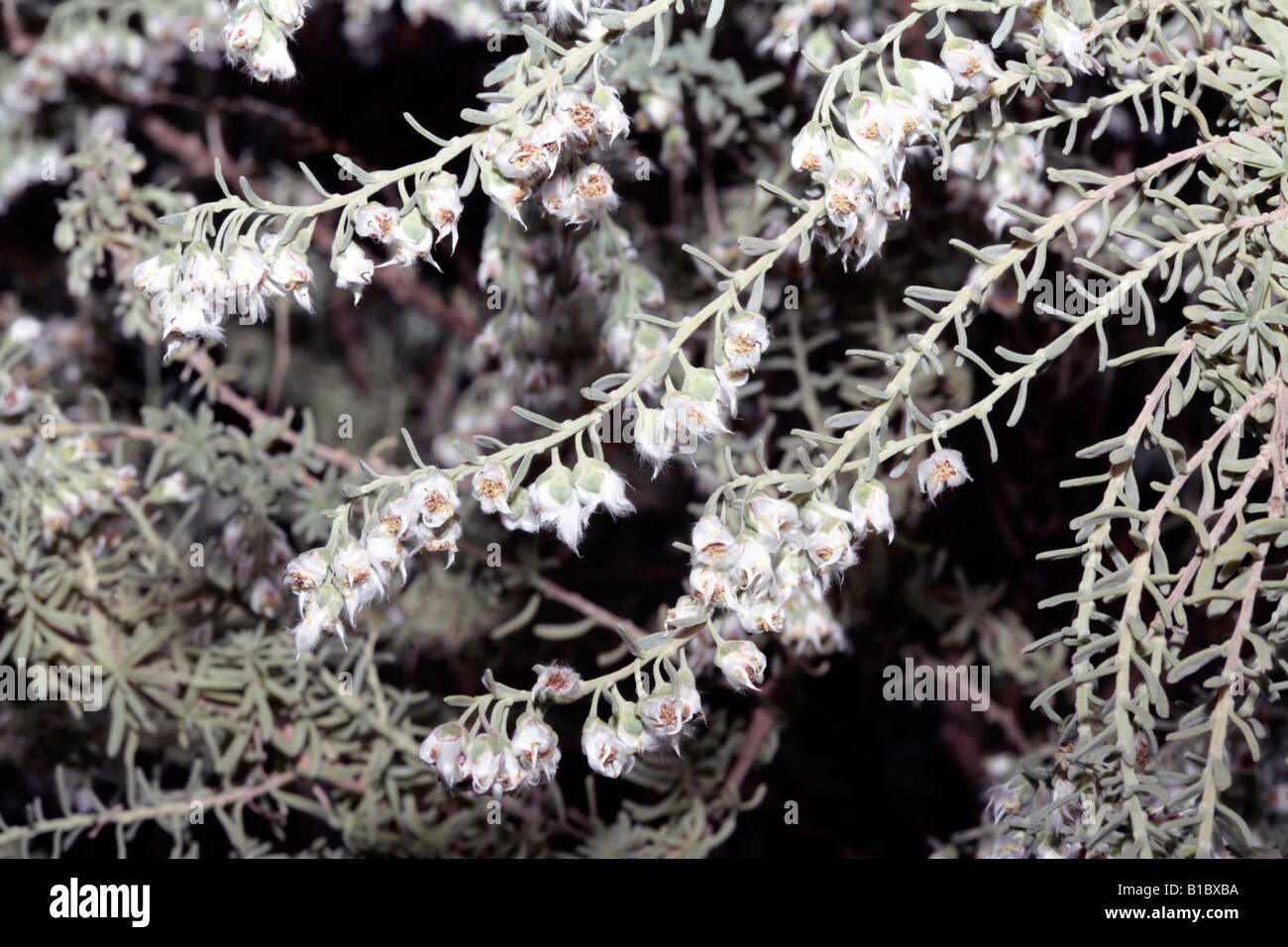 Close-up older blooms of Cape Snow Bush / Kapokbossie / Sandveld /  Wild Rosemary- Eriocephalus africanus - Family Asteraceae Stock Photo