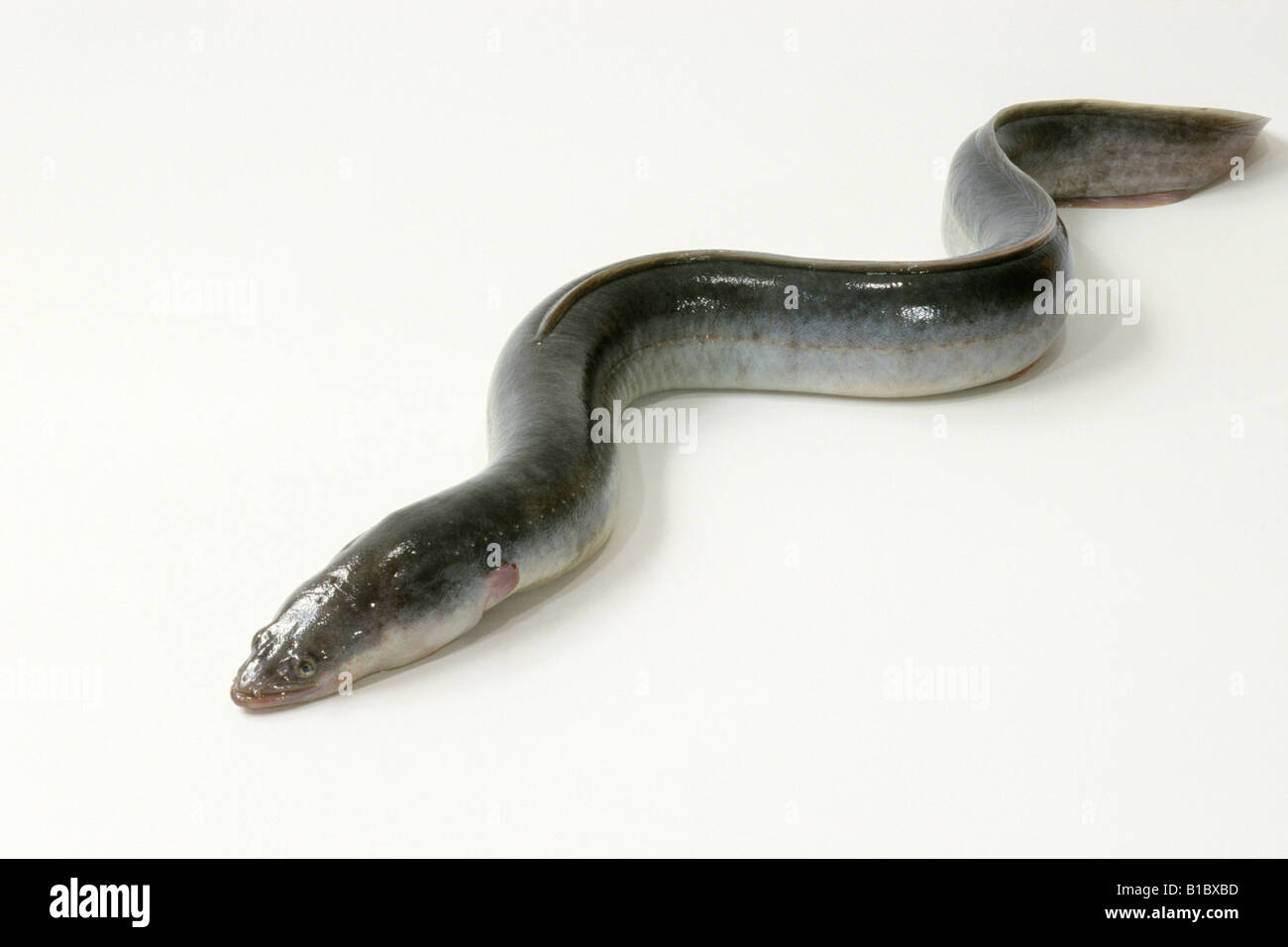 European Eel Anguilla Anguilla Studio Picture Stock Photo Alamy