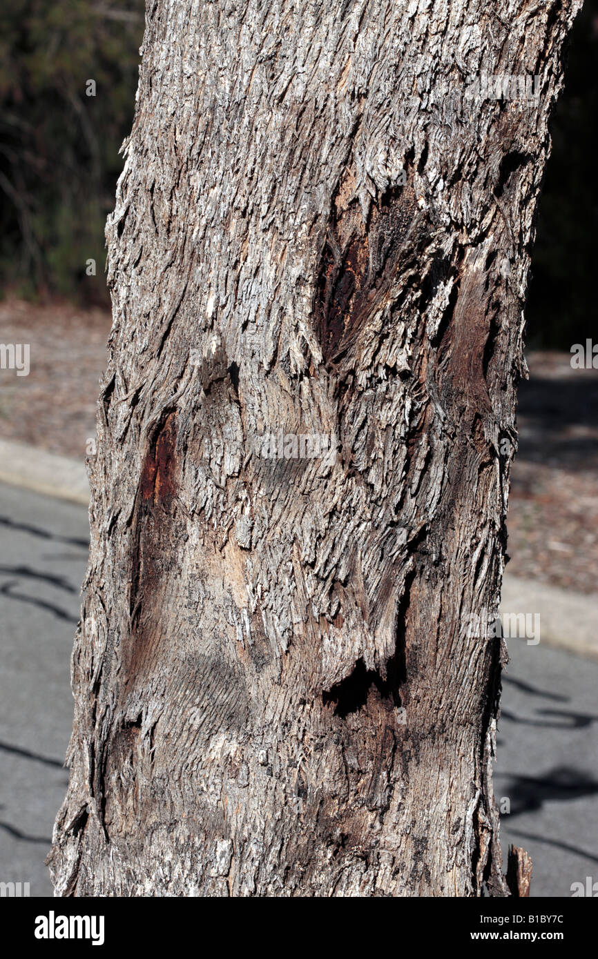 White Box Tree Bark-Eucalyptus albens- Family Myrtaceae Stock Photo