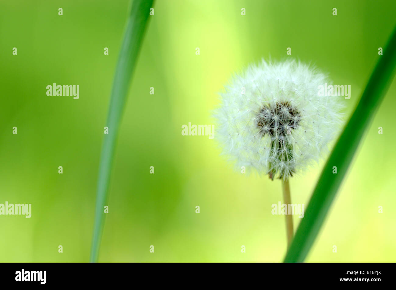 Picture of dandelion hi-res stock photography and images - Alamy