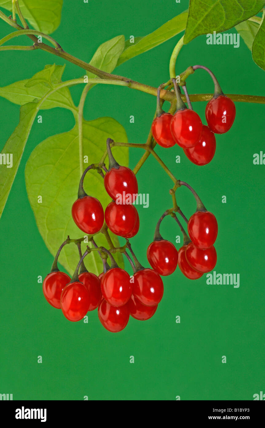 Bittersweet Nightshade, Deadly Nightshade (Solanum dulcamara), twig with berries Stock Photo