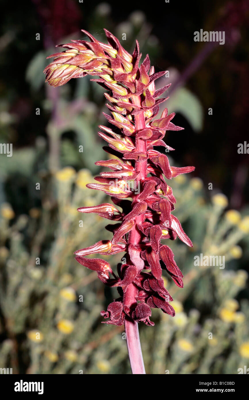 Honey Flower-Melianthus major-Family Melianthaceae Stock Photo