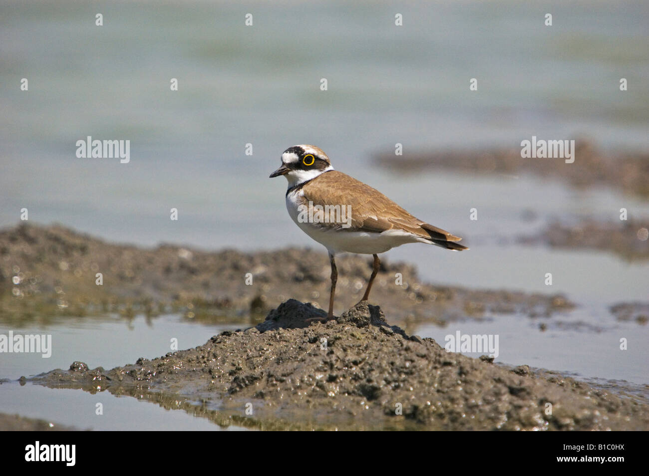 ringed plover Stock Photo