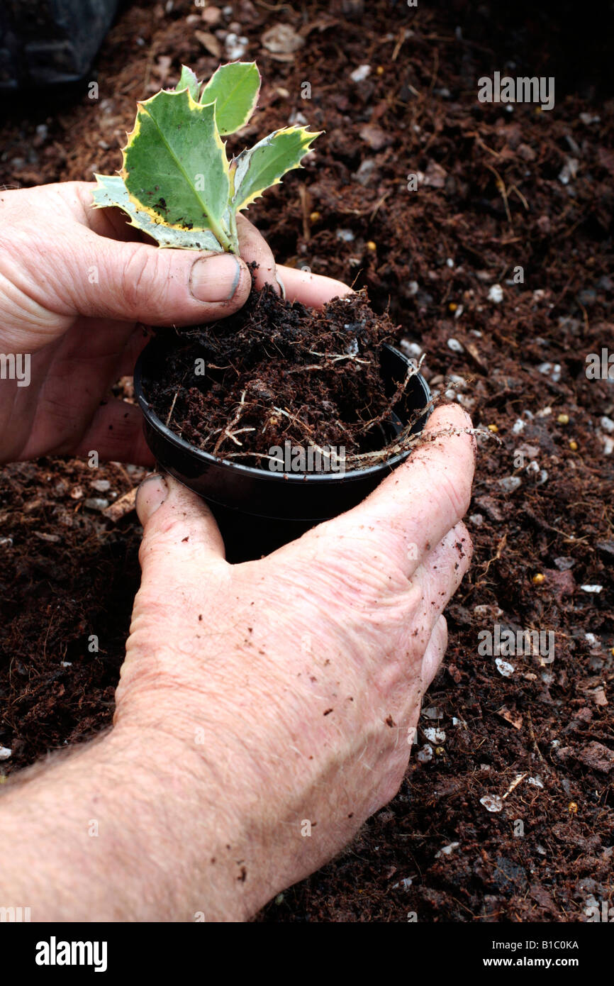 CUTTINGS OF ILEX AQUIFOLIUM MADAME BRIOT AGM TAKEN IN AUTUMN Stock Photo
