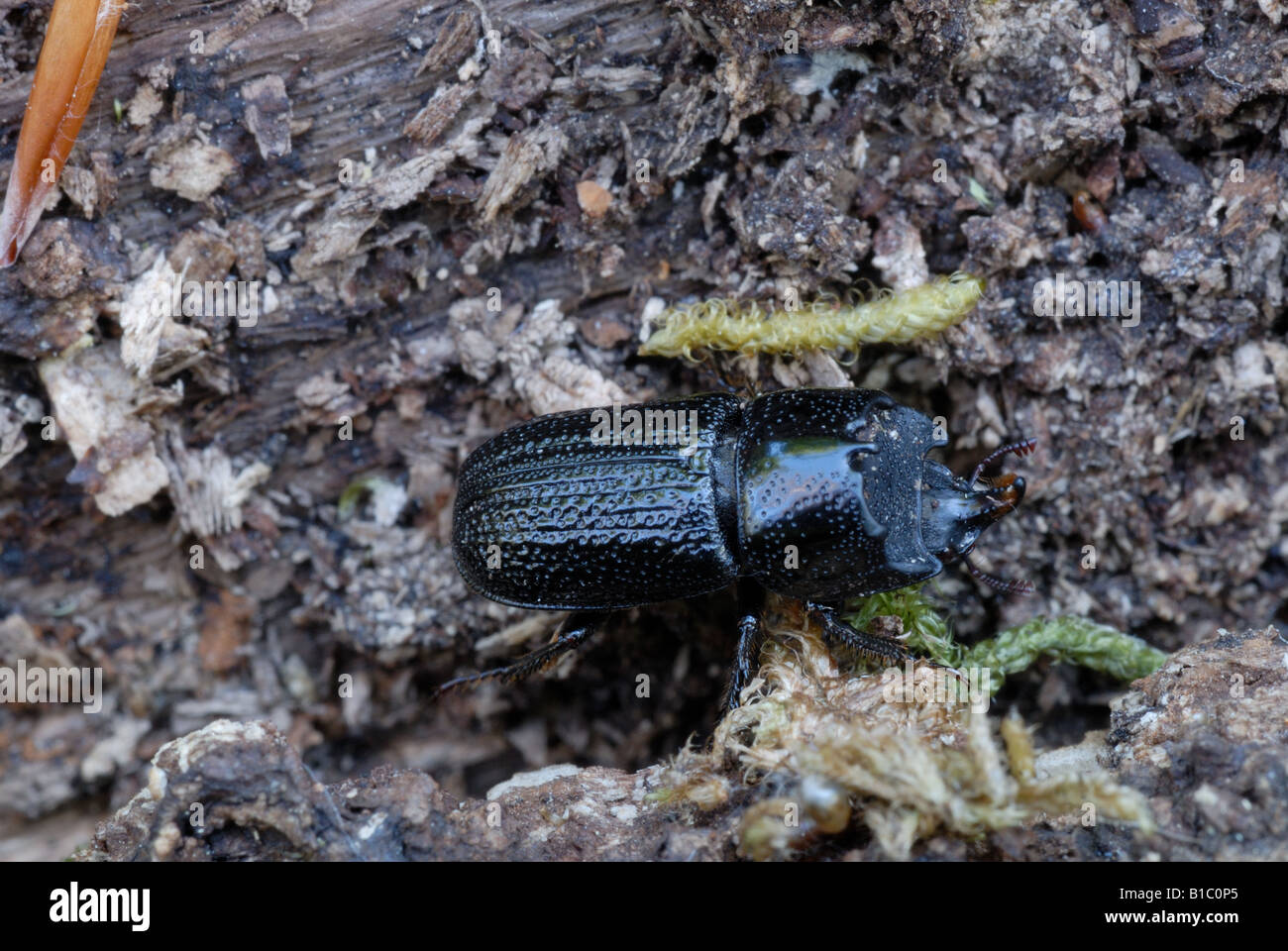 The stag beetle species Sinodendron cylindricum Stock Photo