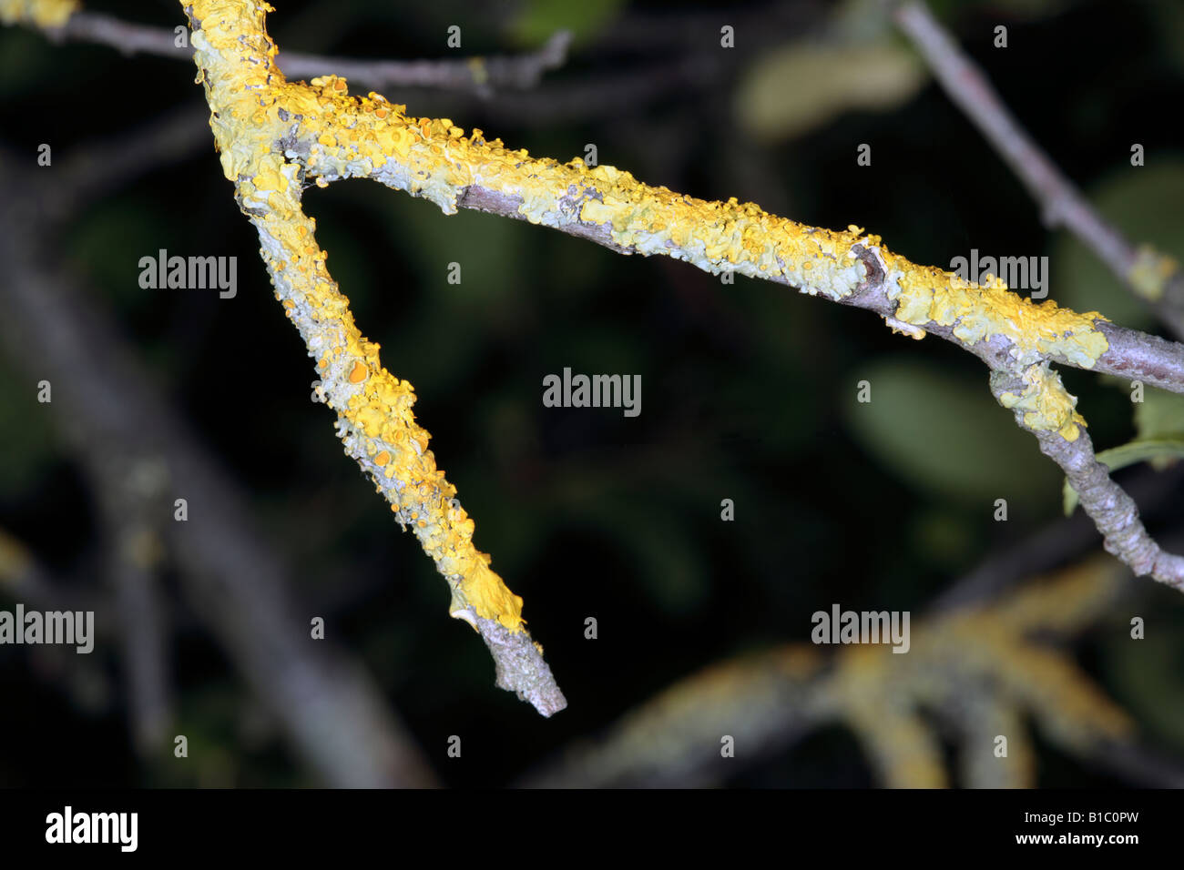 Common Orange Lichen/Yellow Scale/ Maritime Sunburst- Xanthoria parietina - Family Teloschistales Stock Photo