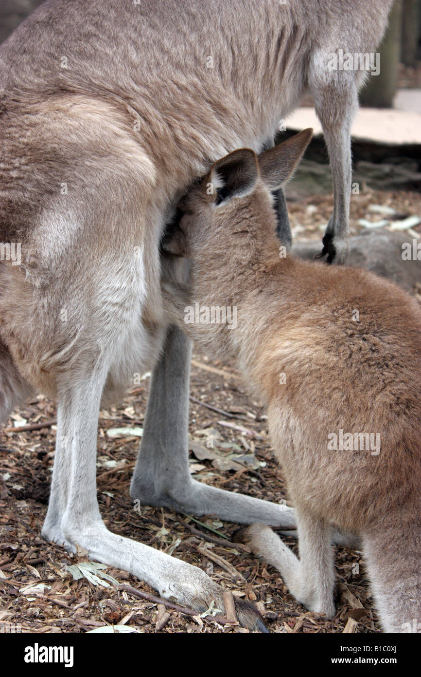 A BABY KANGAROO WITH ITS HEAD IN ITS MOTHERS POUCH Stock Photo