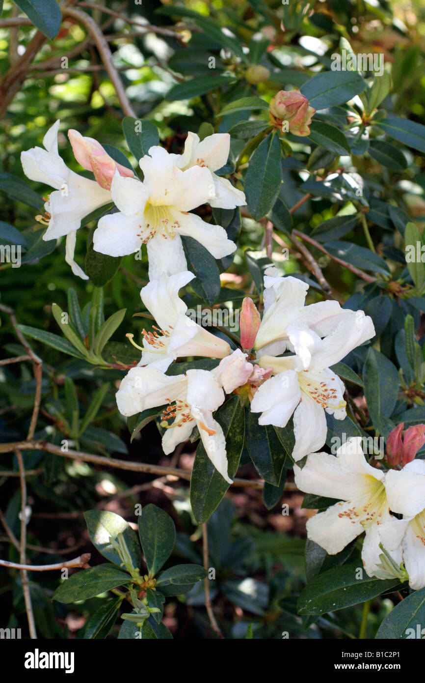RHODODENDRON MADDENII Stock Photo