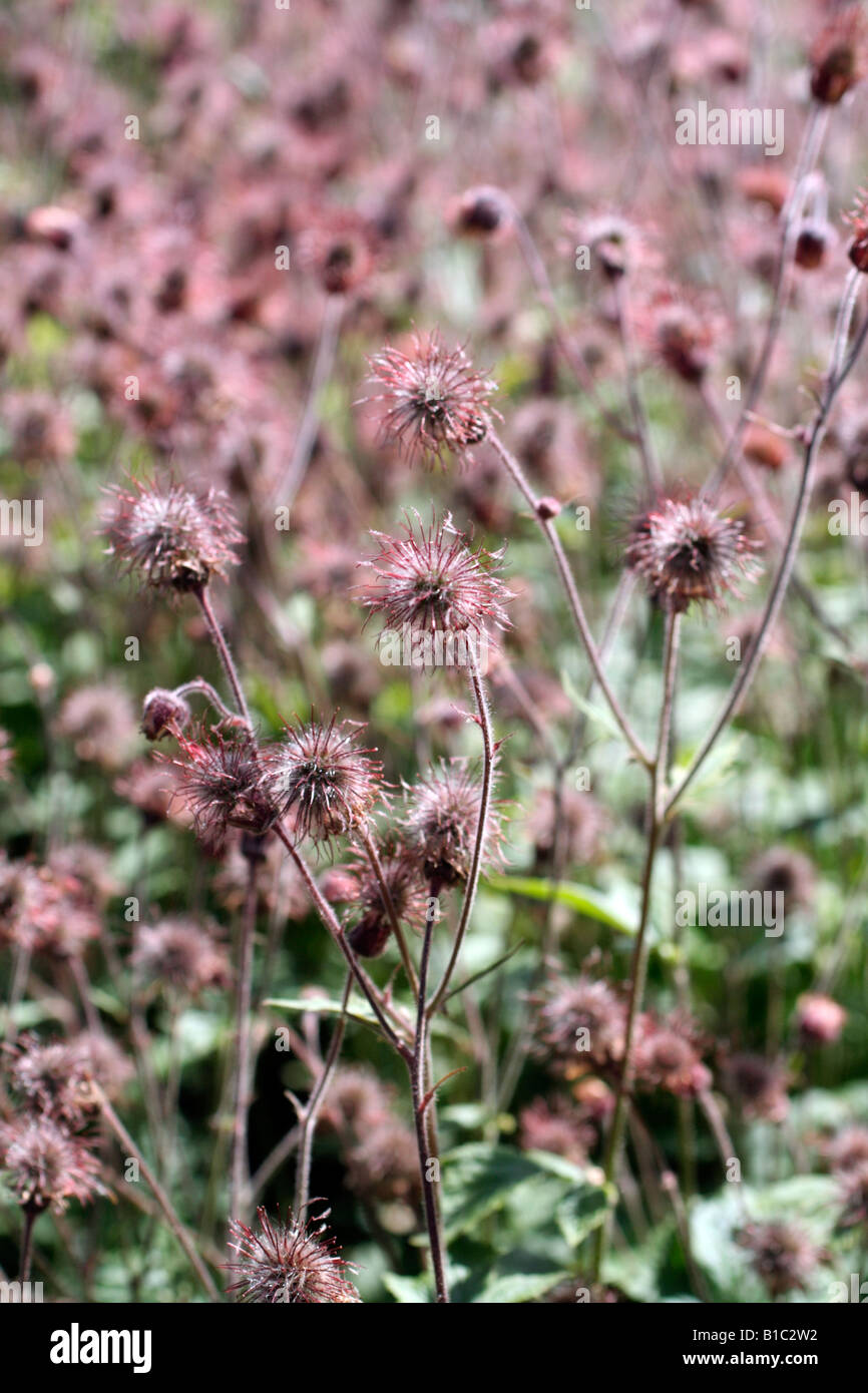 GEUM RIVALE SEEDHEADS Stock Photo - Alamy