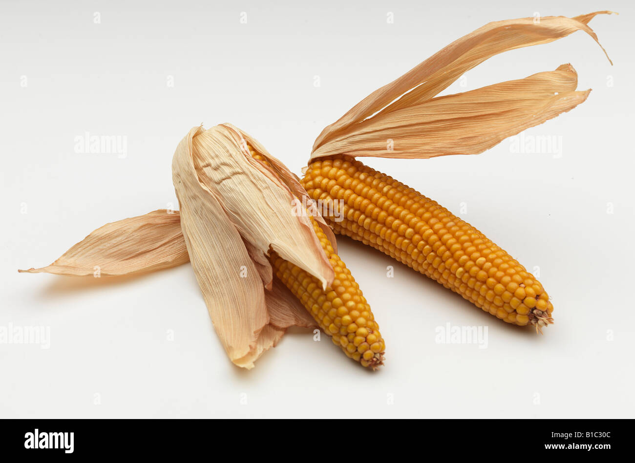 mais indian corn maize panicle black Stock Photo