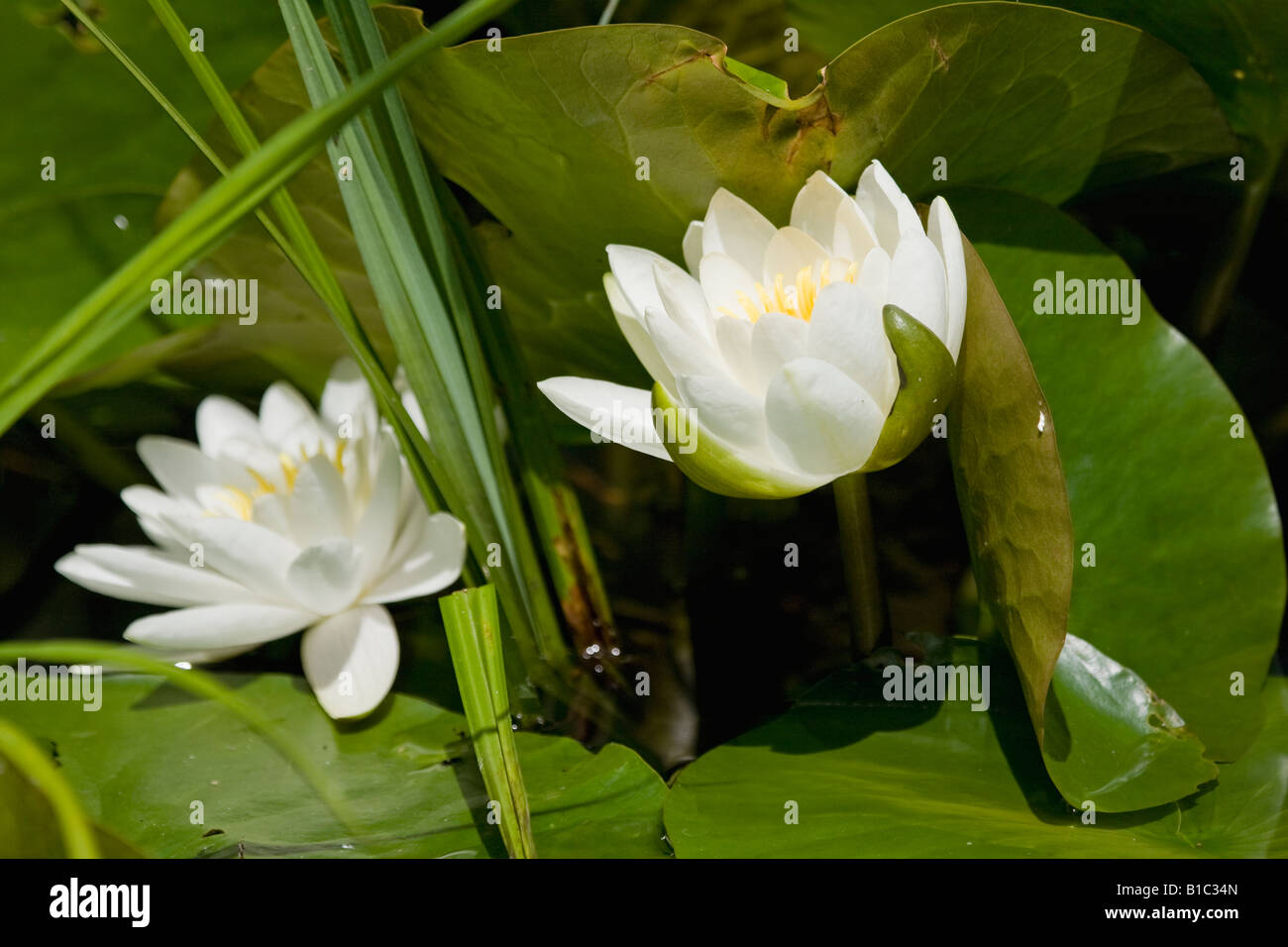 White waterlily flowers (Nymphaeaceae) in bloom in Spring Stock Photo