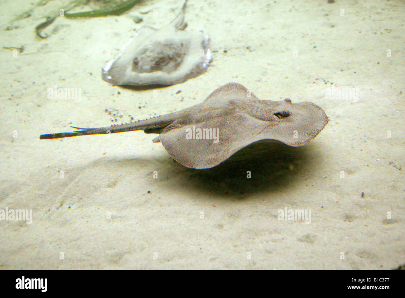 Common Ray Fish, Raja Sp., Rajidae Stock Photo