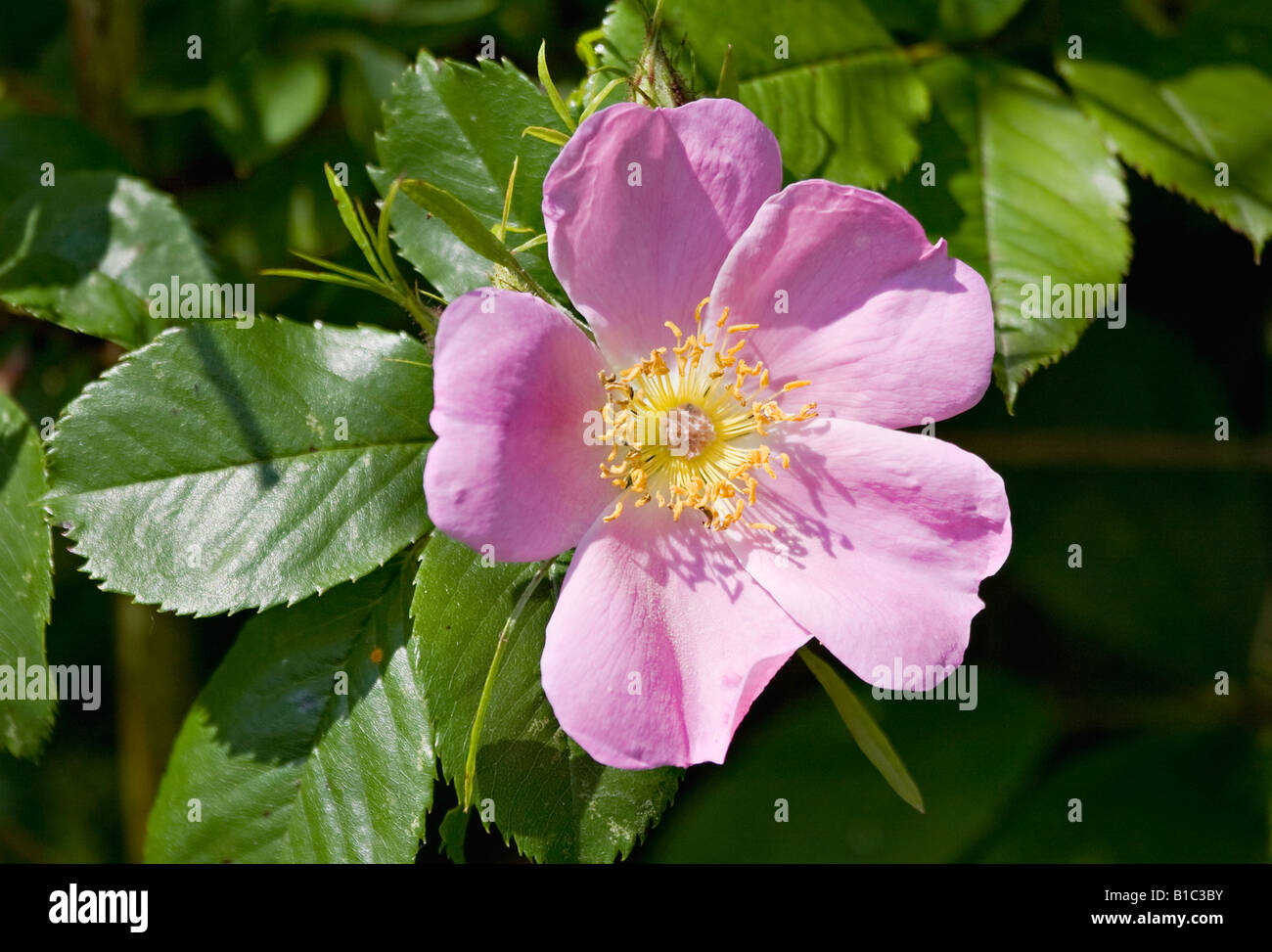 England dog rose hires stock photography and images Alamy