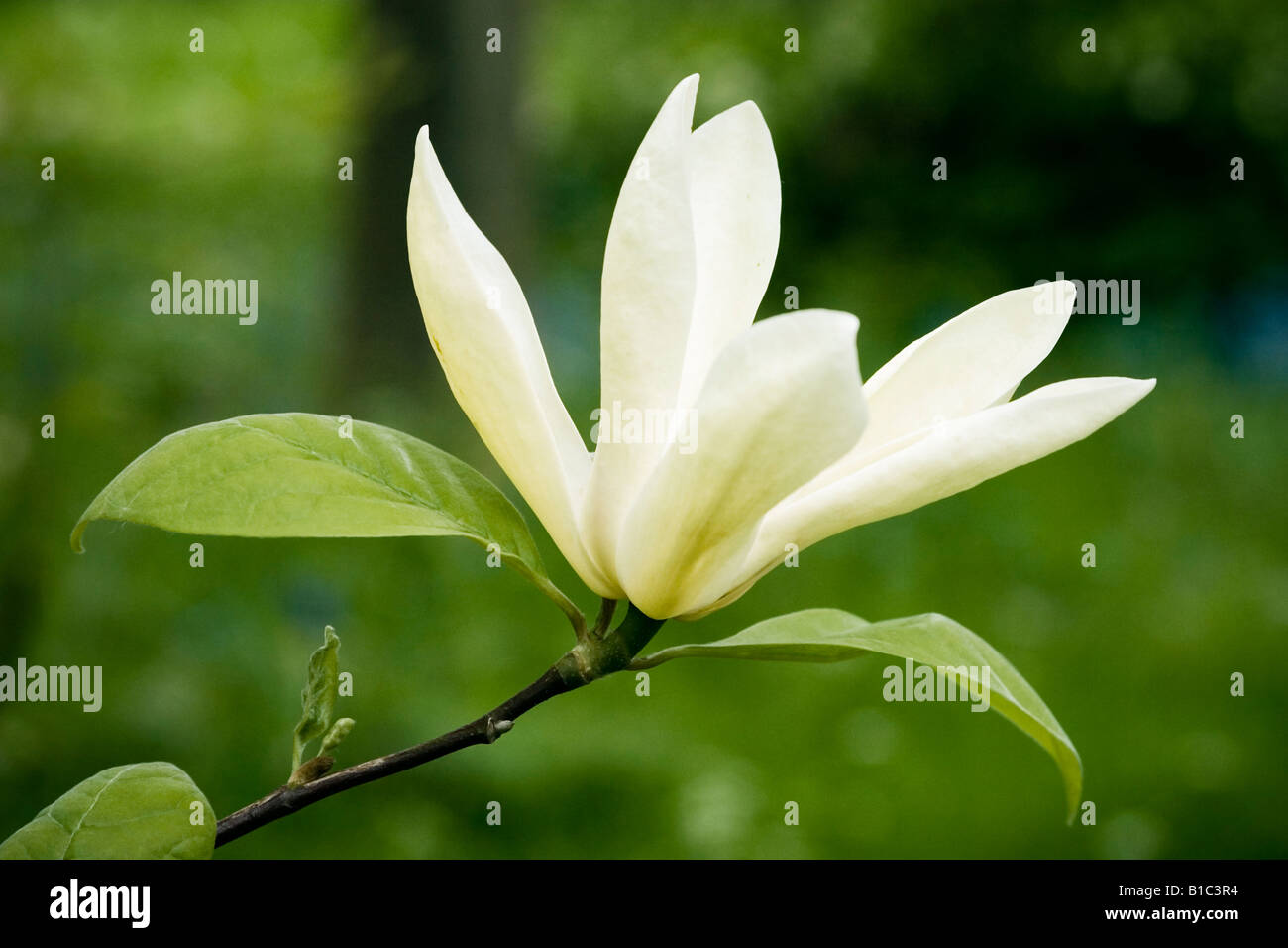 Magnolia Flower Stock Photo