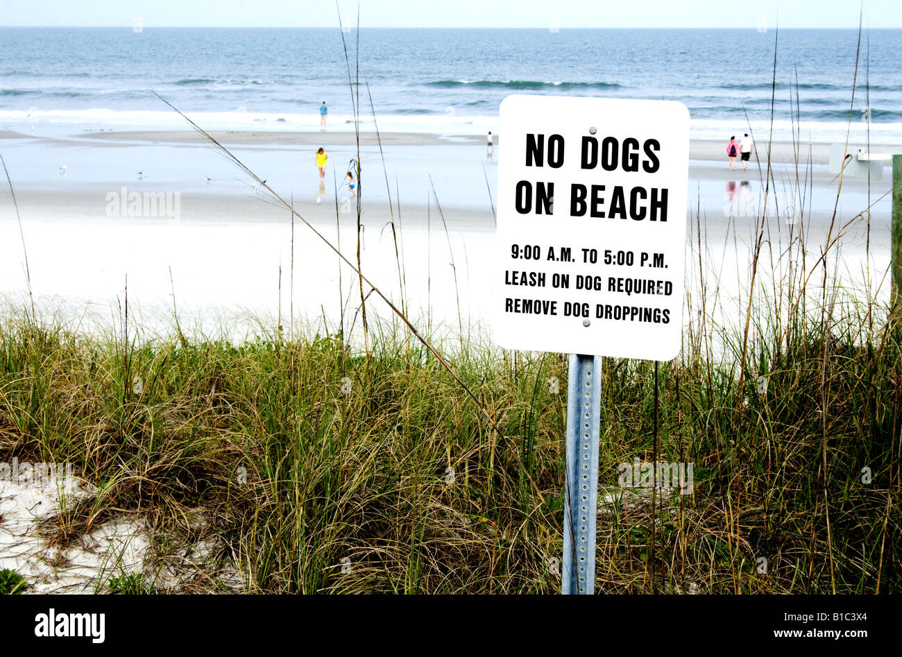 are dogs allowed on jacksonville beach