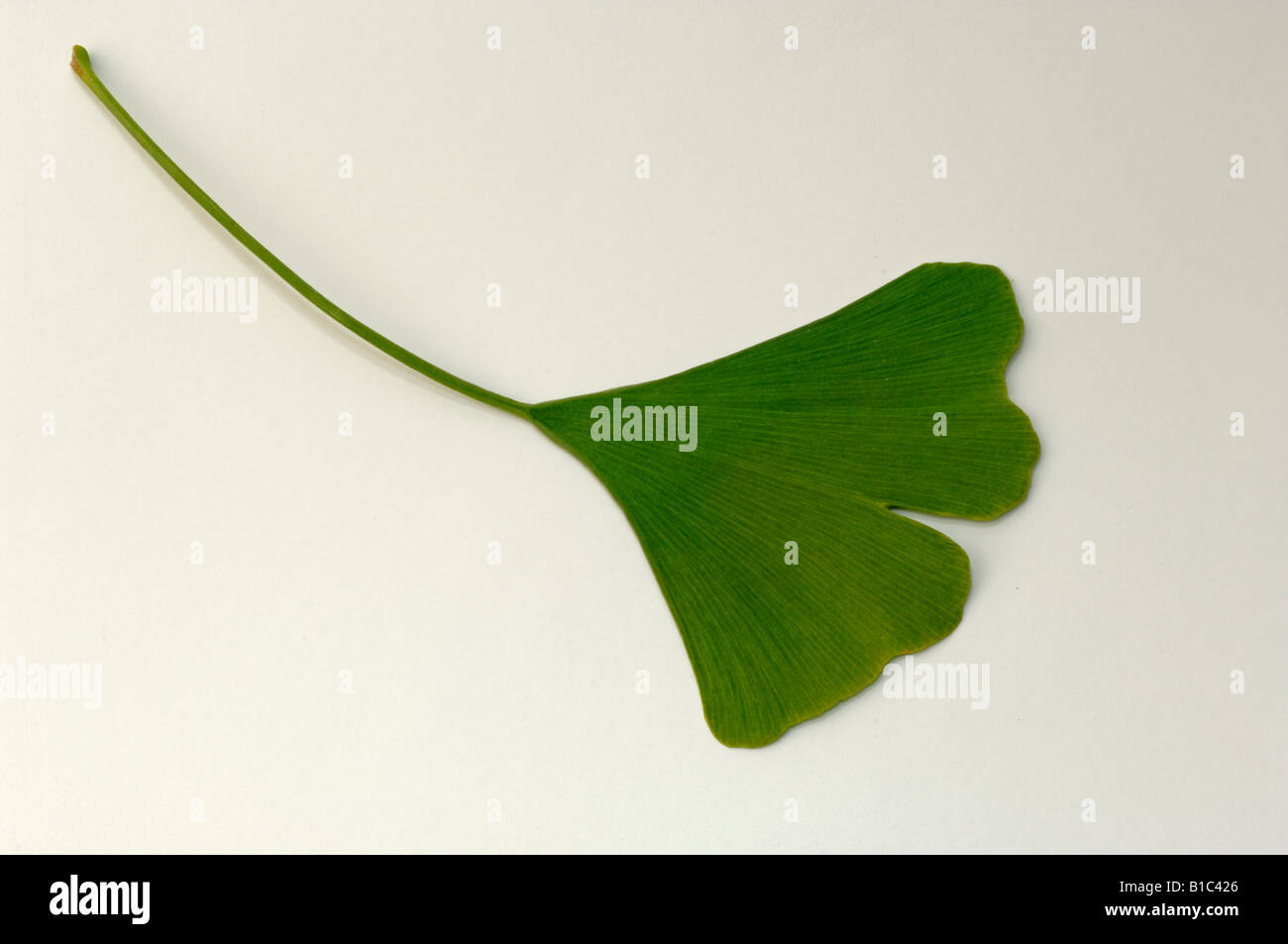 Gingkophyta hi-res stock photography and images - Alamy