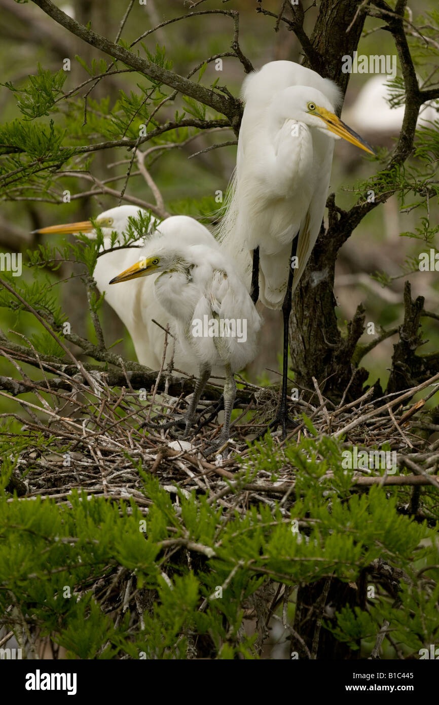 Adult parenting hi-res stock photography and images - Alamy