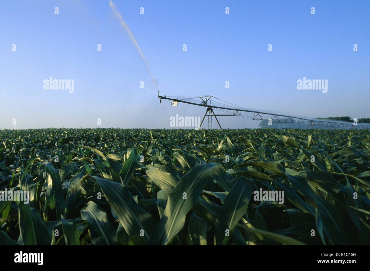 CENTER PIVOT IRRIGATION IN CORN NEBRASKA Stock Photo Alamy