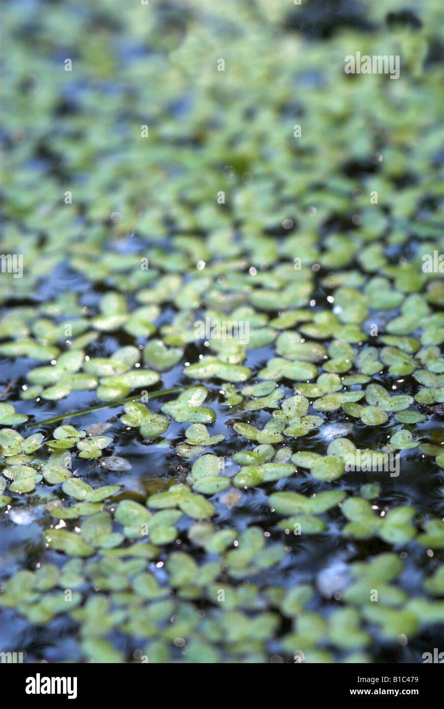Blanket weed garden pond hi-res stock photography and images - Alamy