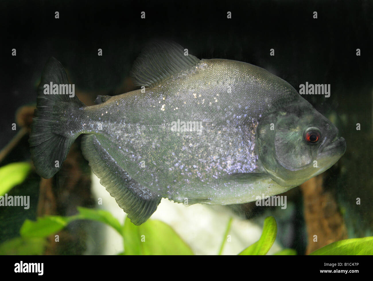 Black Spotted Piranha, Serrasalmus rhombeus. An Omnivorous Freshwater Fish. Stock Photo