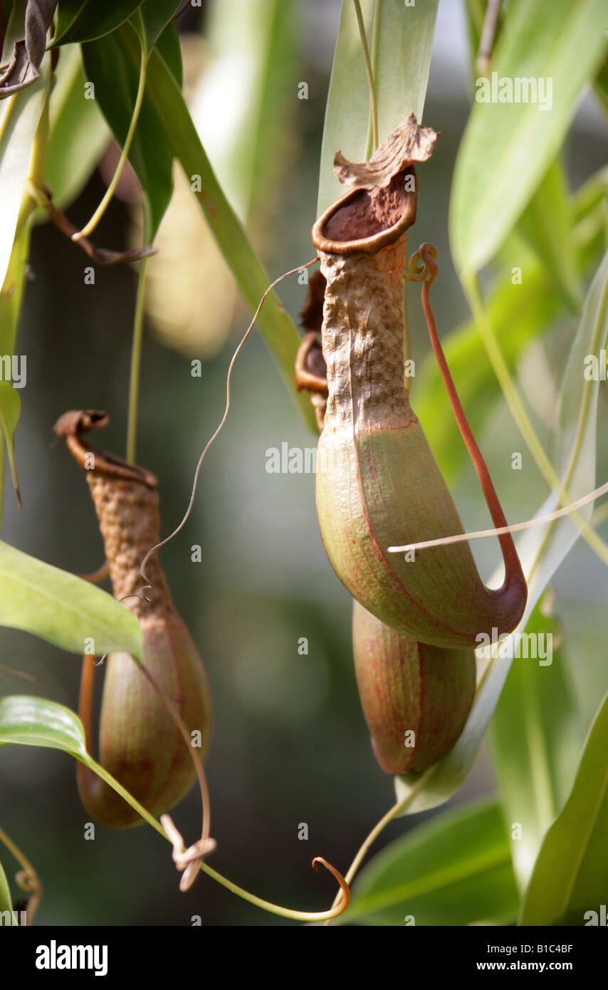 Tropical Pitcher Plant or Monkey Cups, Nepenthes sp. Nepenthaceae Stock Photo