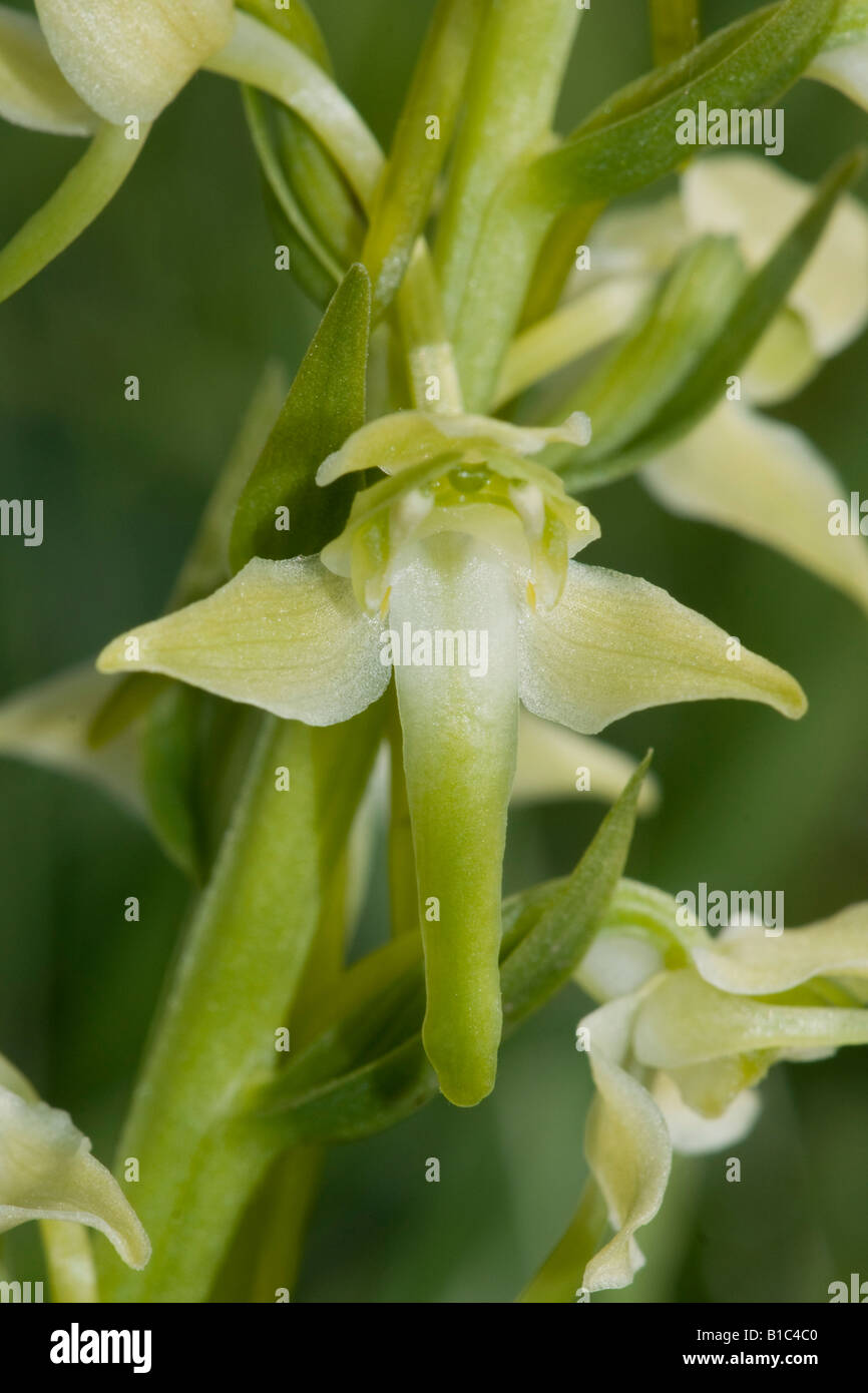Greater Butterfly Orchid flower, Plananthera chlorantha Stock Photo