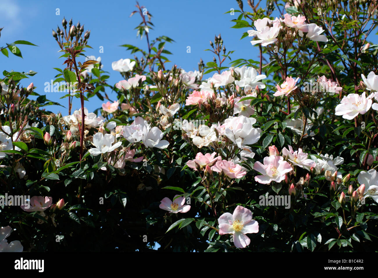 Open arms rose hires stock photography and images Alamy