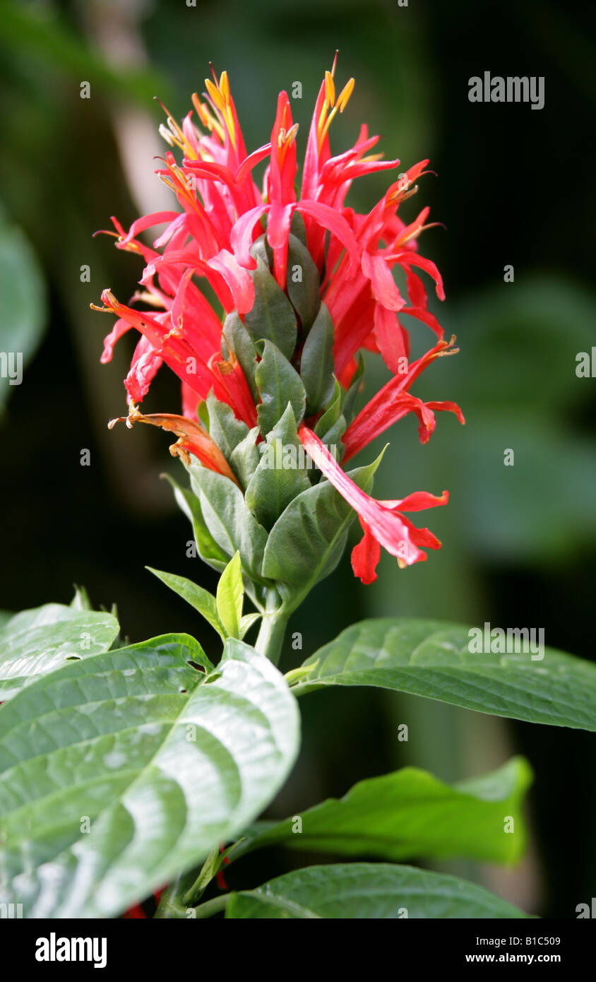 Cardinal's Guard, Pachystachys coccinea West Indies South America Stock Photo