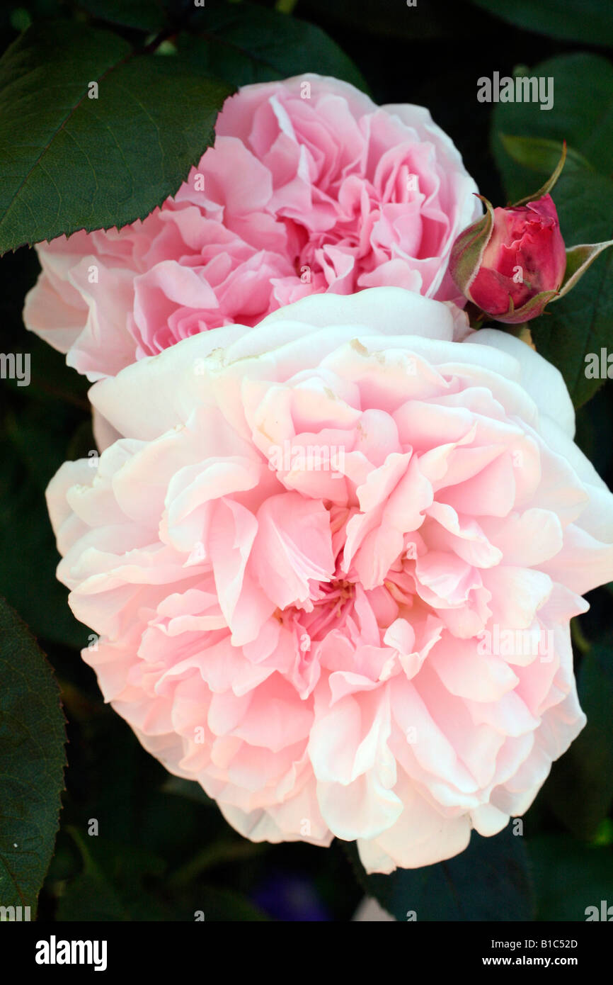 English rose perfume hi res stock photography and images Alamy