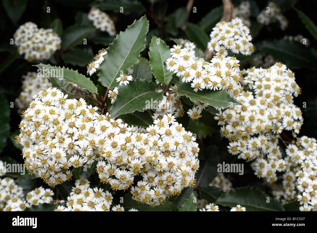 Macrodonta hi-res stock photography and images - Alamy