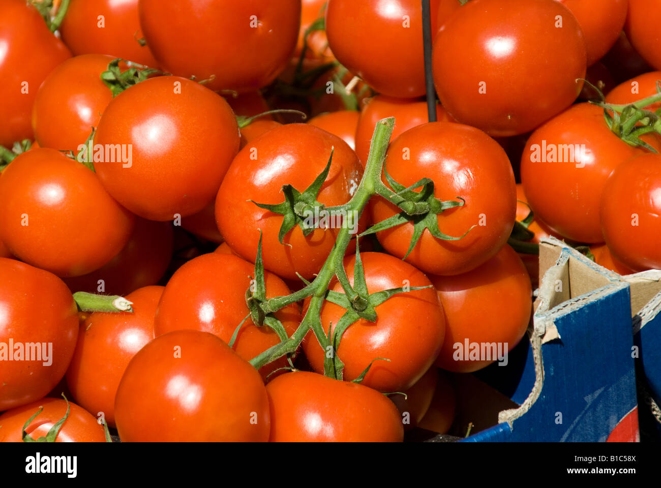 fresh red vine tomatoes for sale on a market stall Stock Photo - Alamy