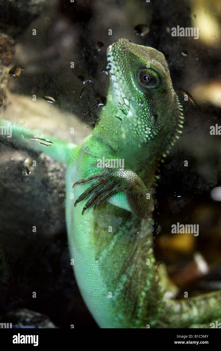 Pysignathus hi-res stock photography and images - Alamy