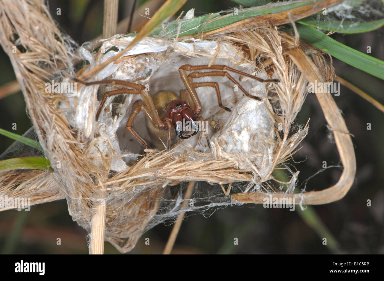 Yellow Sack Spider (Cheiracanthium punctorium). Female threatening in eggsack Stock Photo