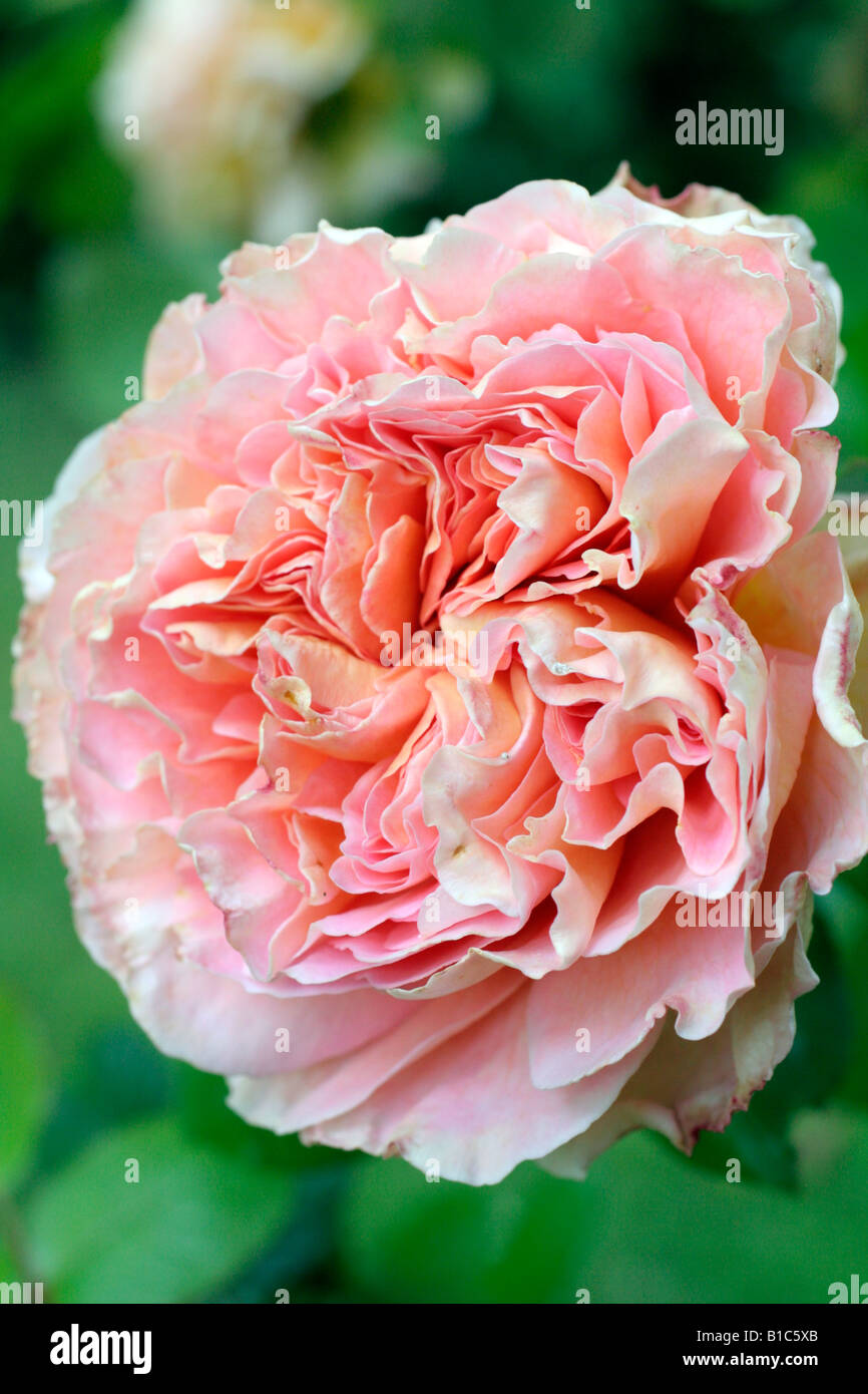 ROSA ABRAHAM DARBY SYN AUSCOT DAVID AUSTIN NEW ENGLISH ROSE Stock Photo