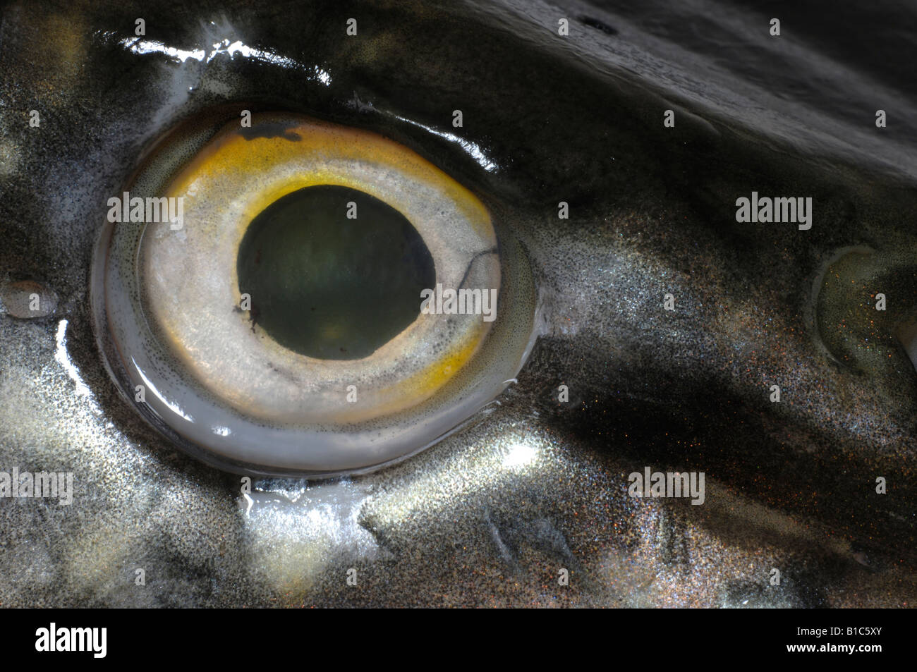 Pike, Northern Pike (Esox lucius), close up of eye Stock Photo