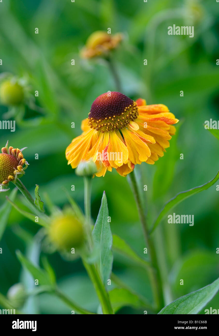 HELENIUM BARONIN LINDEN Stock Photo